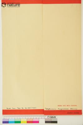 Delphinium hesperium