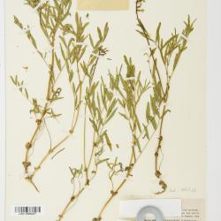 Astragalus australis