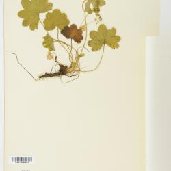 Alchemilla L.