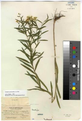 Euthamia graminifolia