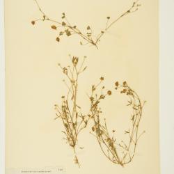 Trifolium Tourn. ex L.