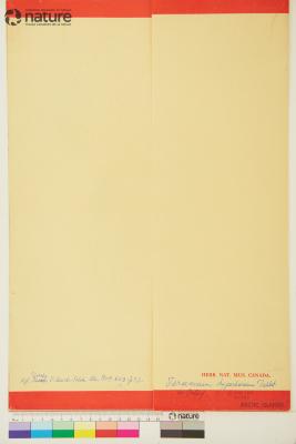 Taraxacum ceratophorum