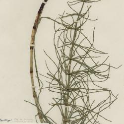 Equisetum palustre