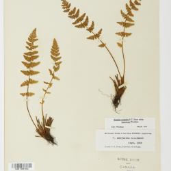 Physematium scopulinum