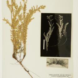 Tanacetum bipinnatum