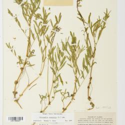 Astragalus australis