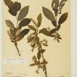 Salix laurentiana