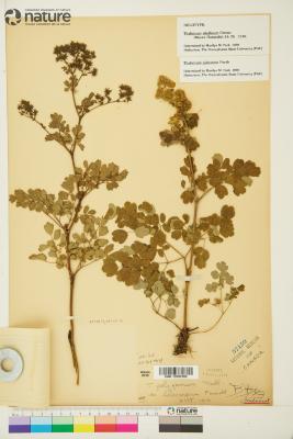 Thalictrum pubescens