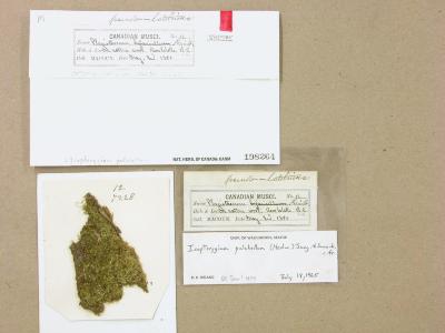 Isopterygiella pulchella