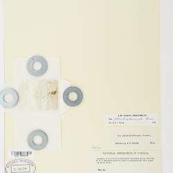 Poa pseudoabbreviata