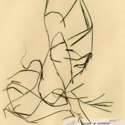 Potamogeton haynesii