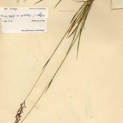 Calamagrostis Adans.