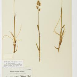 Anthoxanthum monticola