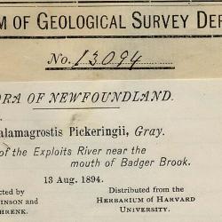 Calamagrostis Adans.