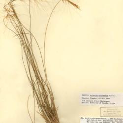 Aristida L.