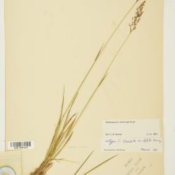 Calamagrostis Adans.