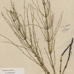 Equisetum palustre