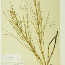 Equisetum palustre