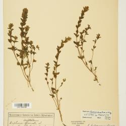 Euphrasia hudsoniana