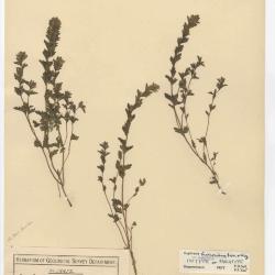 Euphrasia hudsoniana