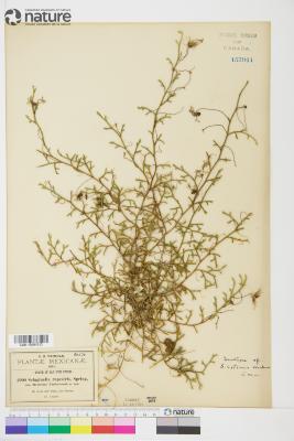 Selaginella P.Beauv.