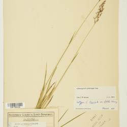 Calamagrostis Adans.