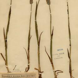 Alopecurus magellanicus