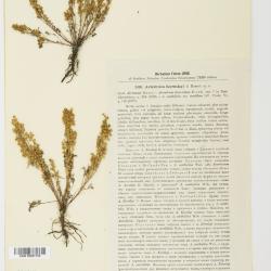 Artemisia anethoides