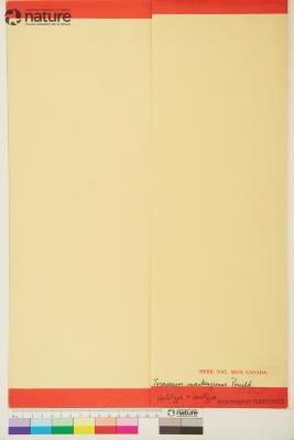 Taraxacum ceratophorum