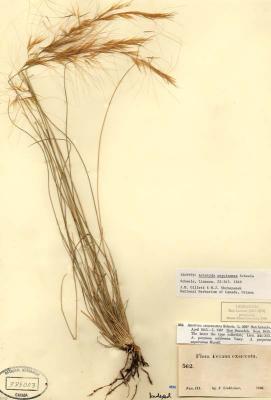 Aristida L.