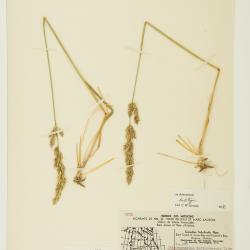 Calamagrostis purpurascens