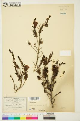 Leucophyllum pringlei