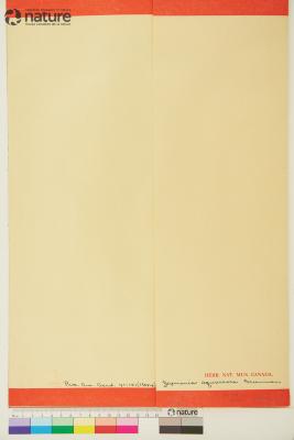 Lasianthaea squarrosa