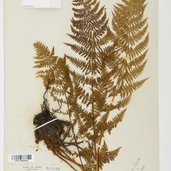 Athyrium americanum