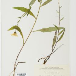 Hieracium subobatrescens