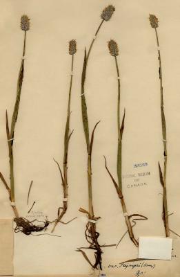 Alopecurus magellanicus