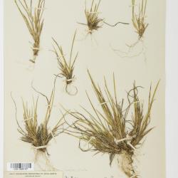 Dichanthelium depauperatum