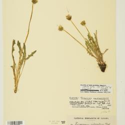 Taraxacum ceratophorum