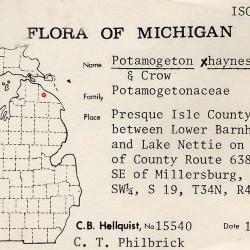 Potamogeton haynesii