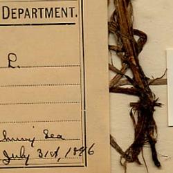 Alopecurus magellanicus