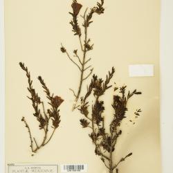 Leucophyllum pringlei