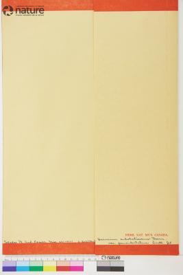 Hieracium subobatrescens