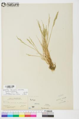 Puccinellia nutkaensis