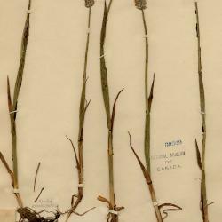 Alopecurus magellanicus