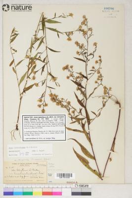 Symphyotrichum lateriflorum