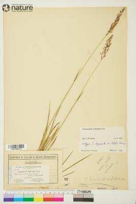 Calamagrostis Adans.