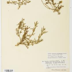 Bolivaria Cham. & Schltdl.