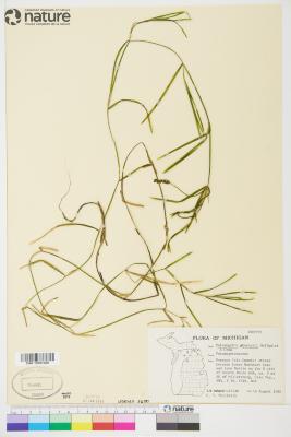 Potamogeton haynesii