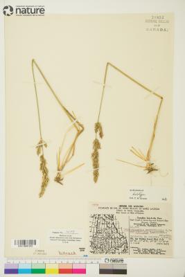 Calamagrostis purpurascens