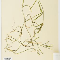 Potamogeton haynesii